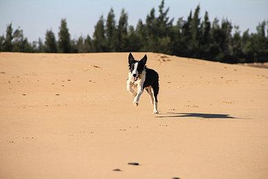 《霍格沃茨之遗》Steam在线超80万 MTC玩家评分9.2分